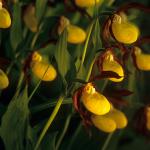  Obuwik pospolity (Cypripedium calceolus) 