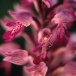  Storczyk kukawka (Orchis militaris) 
