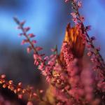  Wrzos zwyczajny (Calluna vulgaris) 