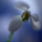  Śnieżyczka przebiśnieg (Galanthus nivalis) 