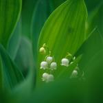  Konwalia majowa (Convallaria majalis) 