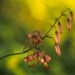  Lilia złotogłów (Lilium martagon) 