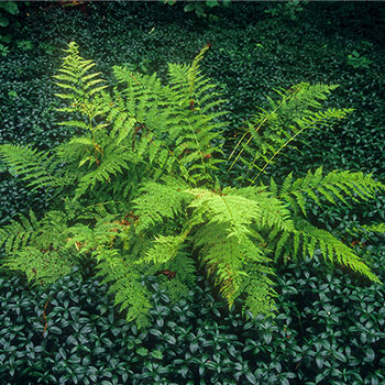  Nerecznica samcza (Dryopteris filix-mas) 